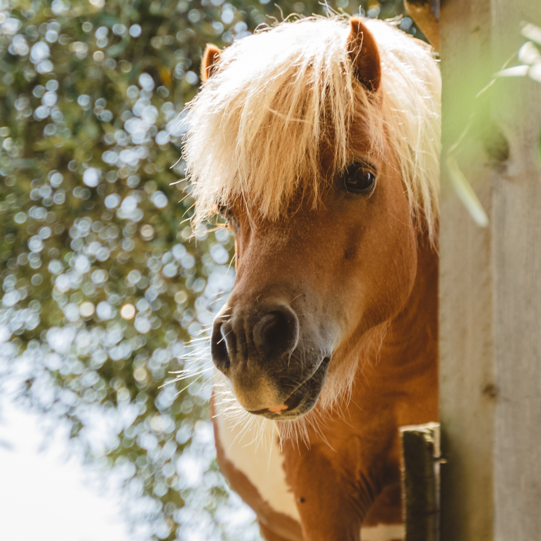 Pony Party - Image 3